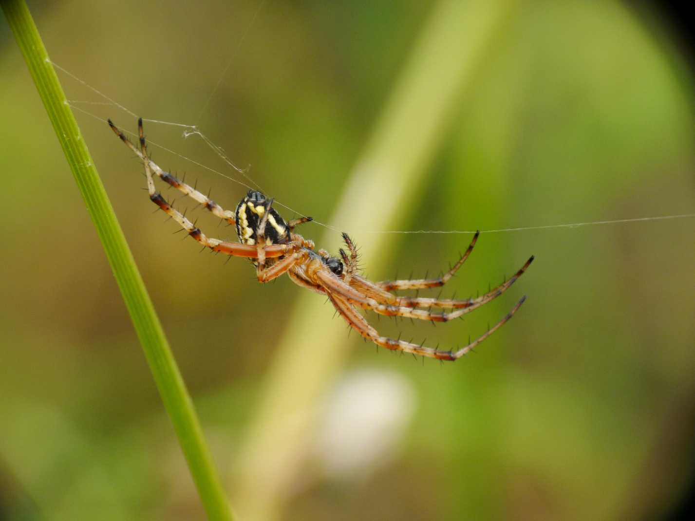 Neoscona adianta; Aculepeira armida